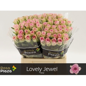 R GR LOVELY JEWEL