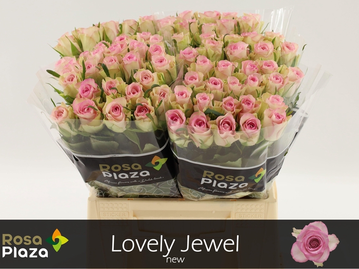 <h4>R GR LOVELY JEWEL</h4>