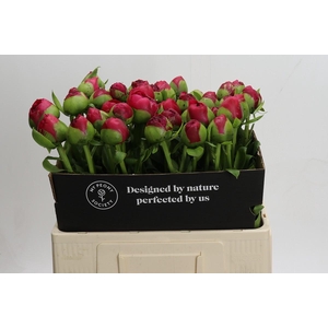 Paeonia Command Performance