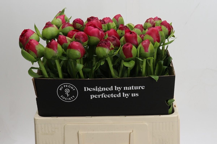 <h4>Paeonia Command Performance</h4>