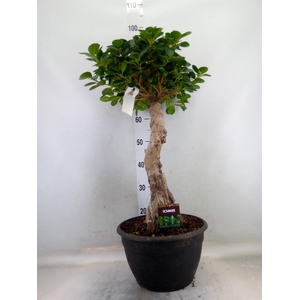 Ficus microcarpa   ...
