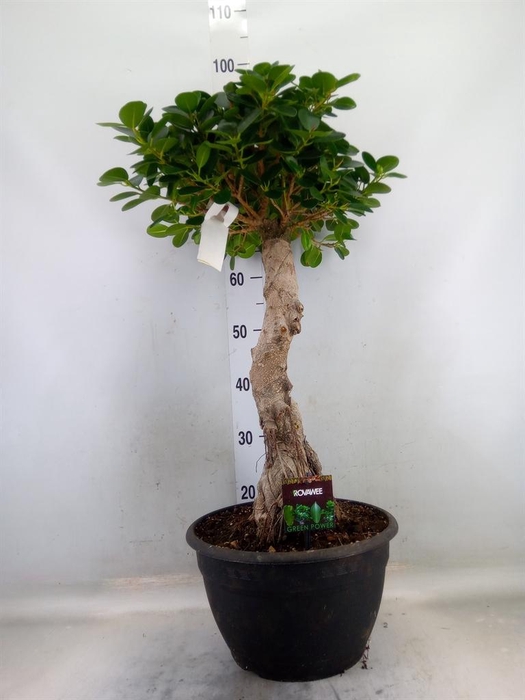 <h4>Ficus microcarpa   ...</h4>