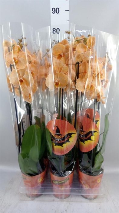 <h4>Phalaenopsis   ...</h4>