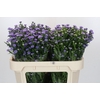 Aster Baby Blue