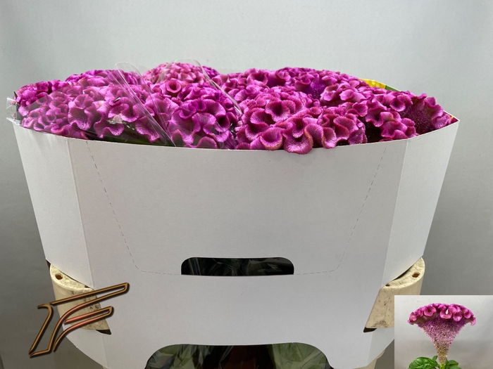 <h4>Celosia Lavly Freger</h4>