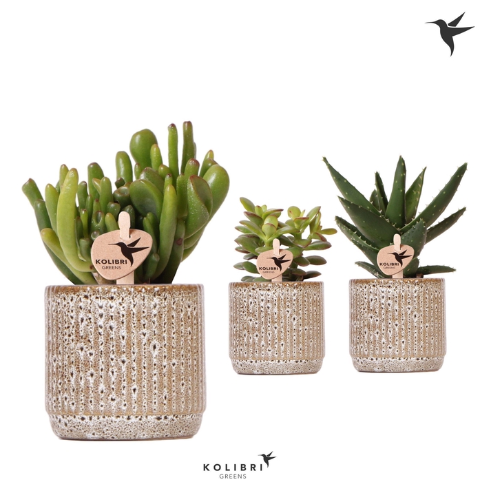 <h4>Kolibri Greens Succulenten mix in Jaguar pot</h4>