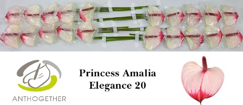 Anthurium Princess Amalia Elegance