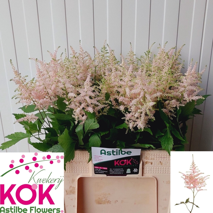 <h4>Astilbe Europa Kok</h4>