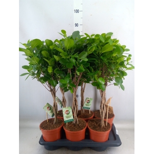 Ficus microcarpa 'Moclame'