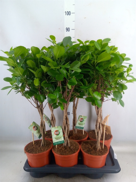 <h4>Ficus microcarpa 'Moclame'</h4>