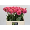 Dahlia Pink Runner