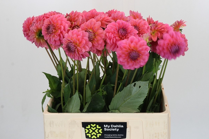 Dahlia Pink Runner