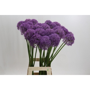 Allium Pinball Wizard