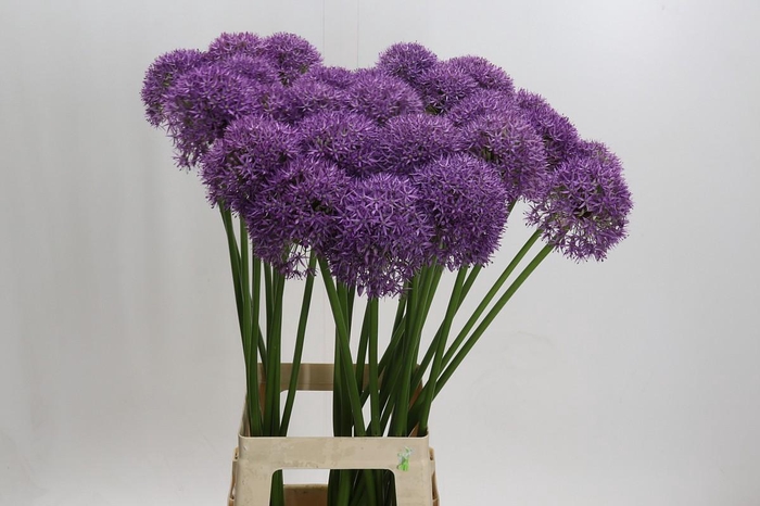 <h4>Allium Pinball Wizard</h4>