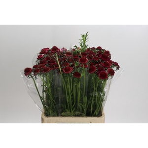 Scabiosa Scoop Hot Pink