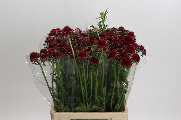 <h4>Scabiosa Scoop Hot Pink</h4>