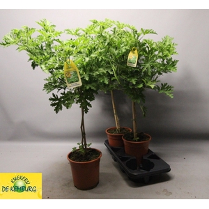 PEL GRAV LEMON TREE