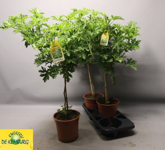 PEL GRAV LEMON TREE