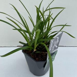 Graminées Carex 'Irisch Green'