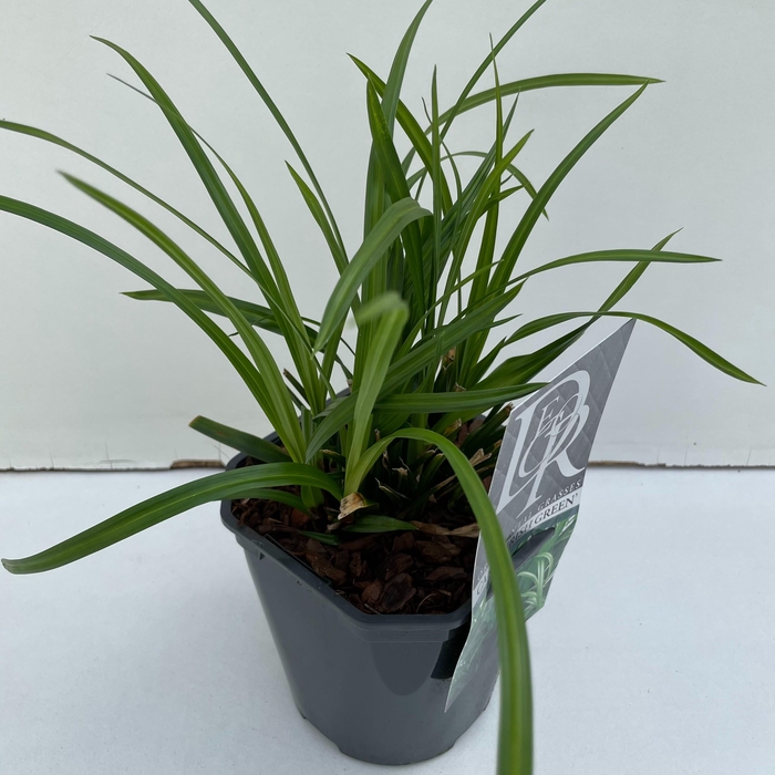 <h4>Graminées Carex 'Irisch Green'</h4>