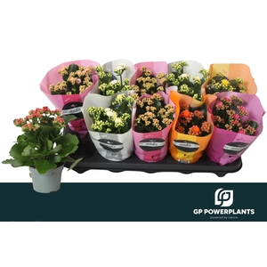 KAL GE PERF GEM 6 KL