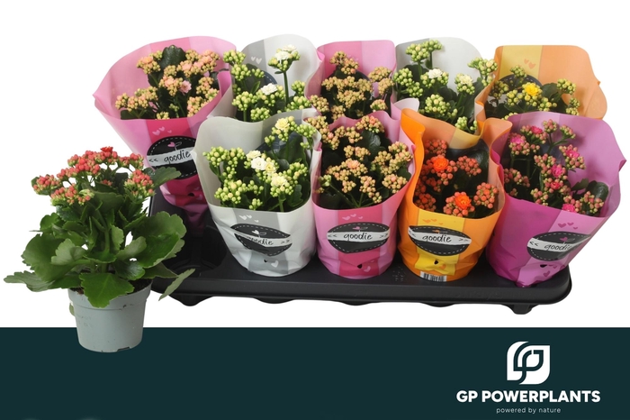 <h4>KAL GE PERF GEM 6 KL</h4>