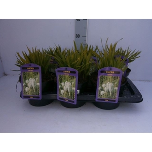 Liatris spicata 'Alba'