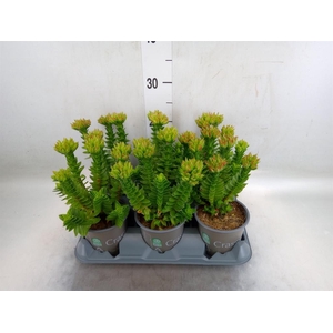 Crassula coccinea