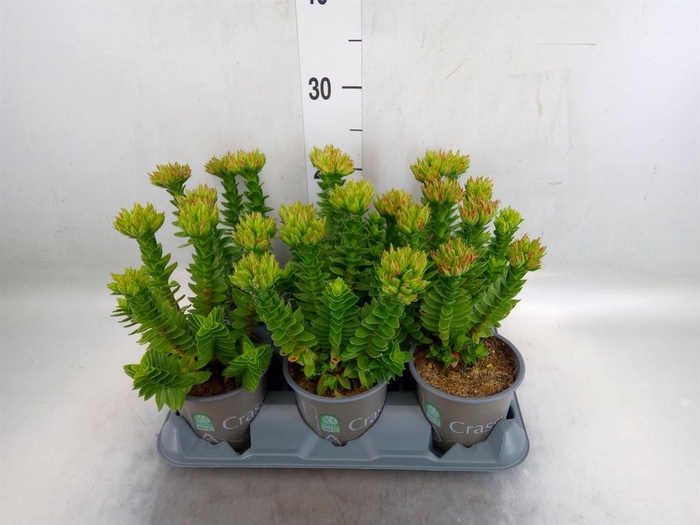 <h4>Crassula coccinea</h4>
