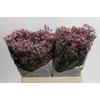 Limonium sinense Blush Diamond