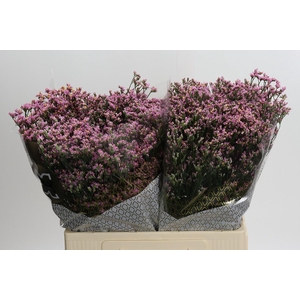 Limonium sinense Blush Diamond