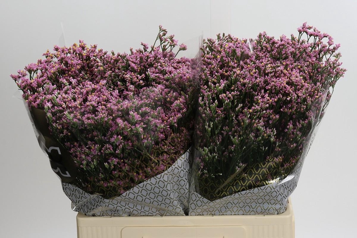 <h4>Limonium sinense Blush Diamond</h4>