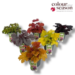 Heuchera biologisch Mixtray NL-BIO-01