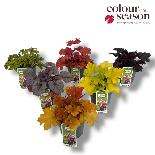 <h4>Heuchera biologisch Mixtray NL-BIO-01</h4>