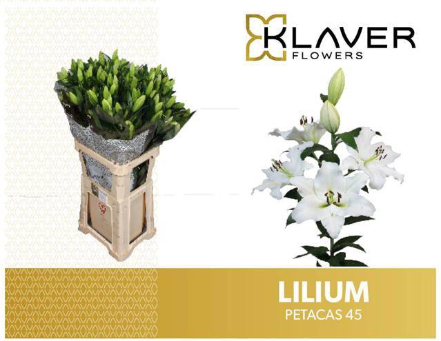 <h4>Li Or Petacas 4+ Klaver</h4>
