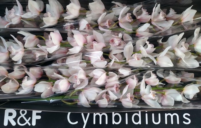 <h4>CYMB T SNOWSPRITE</h4>