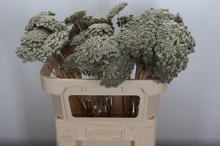 <h4>Ammi Zaad Kl Bh Platina</h4>