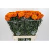 Tagetes Marigold Promise Orange