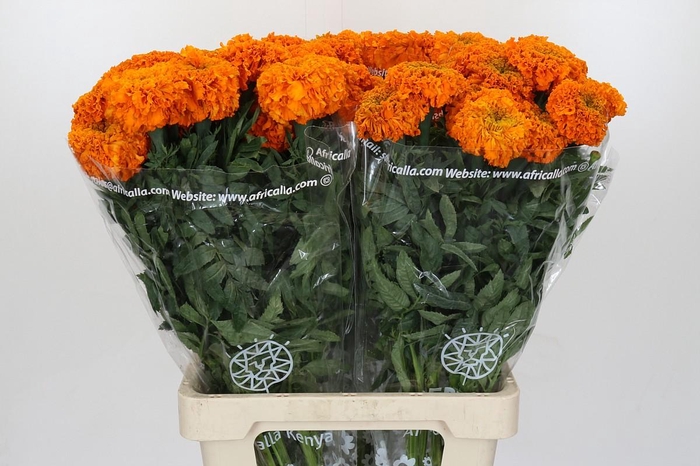<h4>Tagetes Marigold Promise Orange</h4>