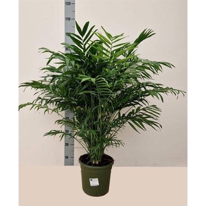Chamaedorea elegans 23Ø 85cm