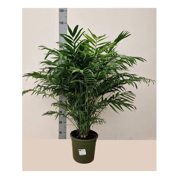 <h4>Chamaedorea elegans 23Ø 85cm</h4>