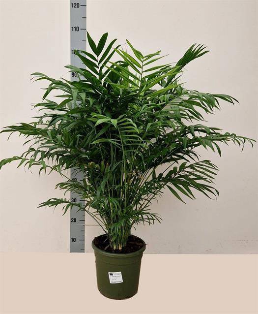 Chamaedorea elegans 23Ø 85cm