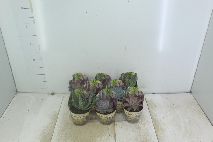 <h4>SUCULENTAS P11</h4>