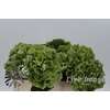 Hydrangea verena classic