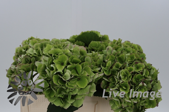<h4>Hydrangea verena classic</h4>