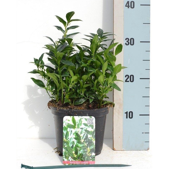 <h4>Sarcococca confusa</h4>