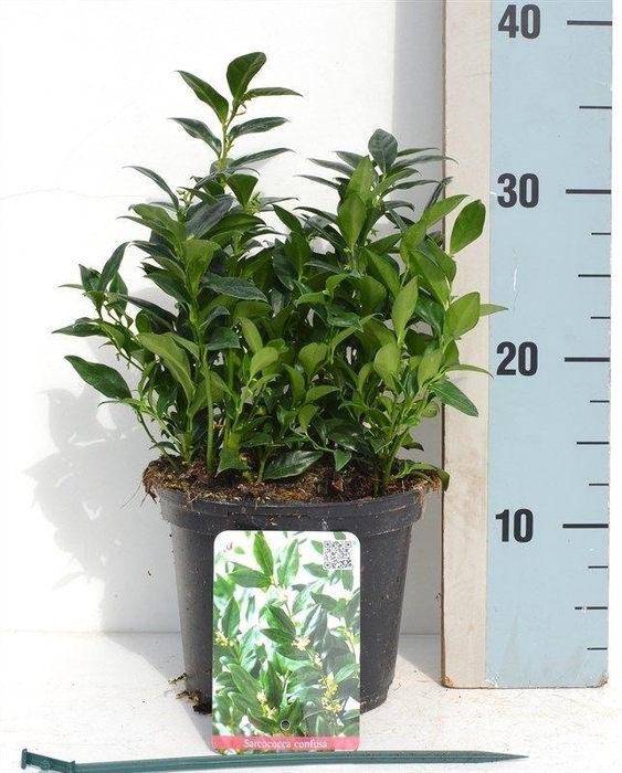 Sarcococca confusa
