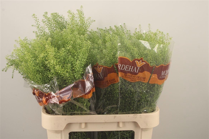 <h4>Lepidium Green Bell</h4>