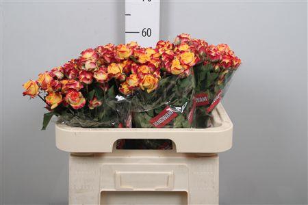 <h4>R Tr Land Of Fire</h4>