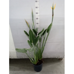 Strelitzia reg.